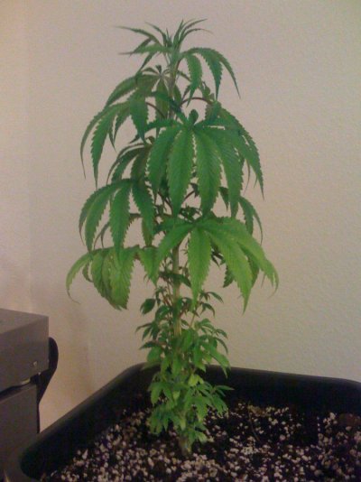 chiesel feminised buddha seeds 1st grow