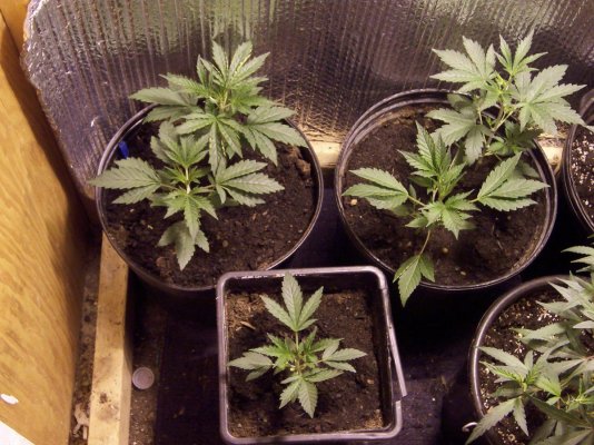 KushBerry.JPG