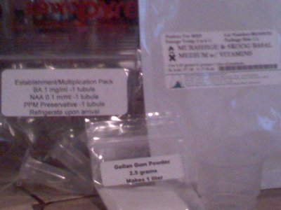 micropropigation 023.jpg