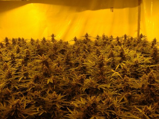 250-physchosis-dutch-grow-op.jpg
