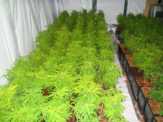 amsterdam 420 cup grow 017.jpg