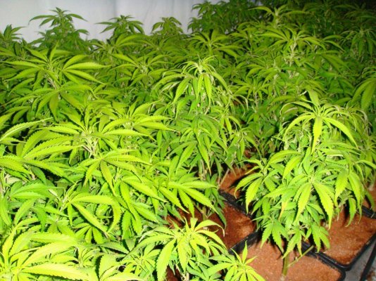 amsterdam 420 cup grow 025.jpg