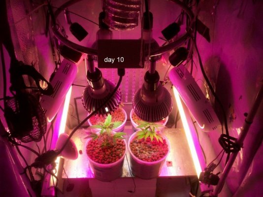 new led/cfl grow-growing green