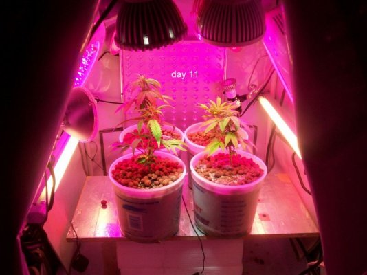 new led/cfl grow-growing green