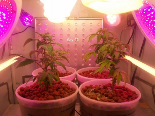 new led/cfl grow-growing green
