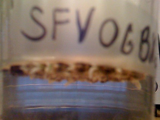My lil SFV OG project...