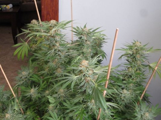 OG Raskal, White Strawberry and White Romulan