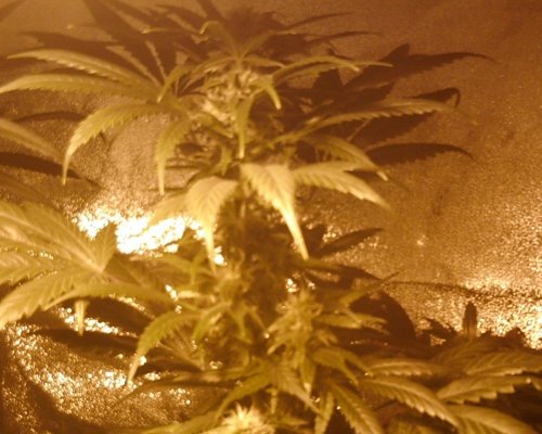 Want To Bulk Up My Buds!