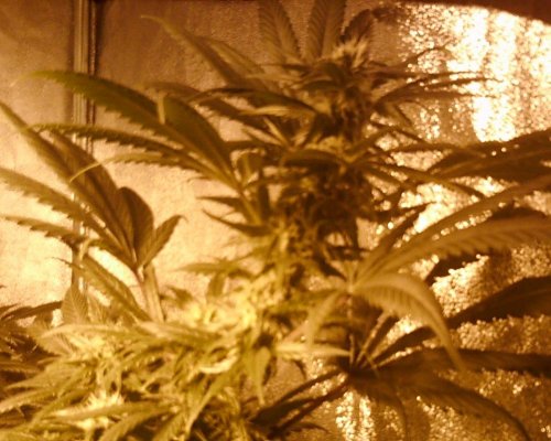 Want To Bulk Up My Buds!