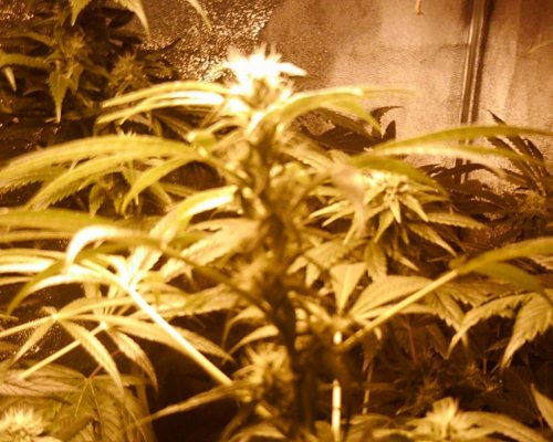 Want To Bulk Up My Buds!