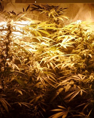 Want To Bulk Up My Buds!