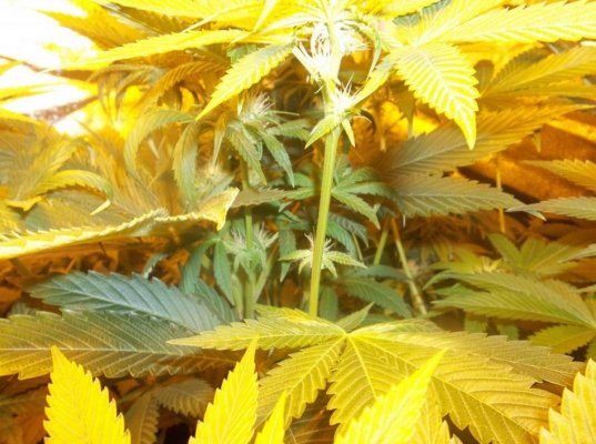 Goji Og from seed TLO(d420dool's way)