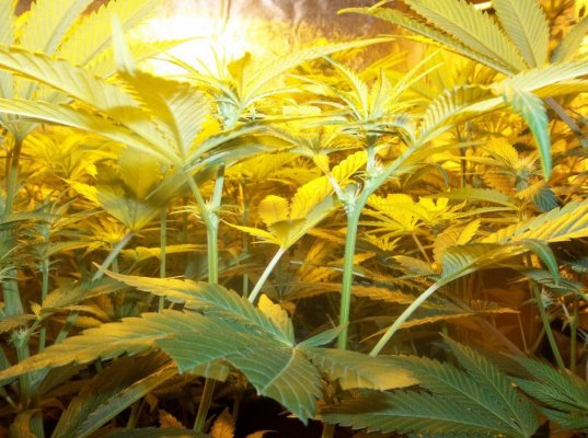 Goji Og from seed TLO(d420dool's way)