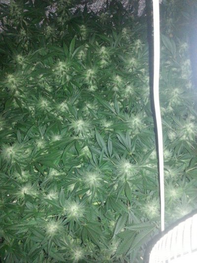 Saginaw Valley Skunk