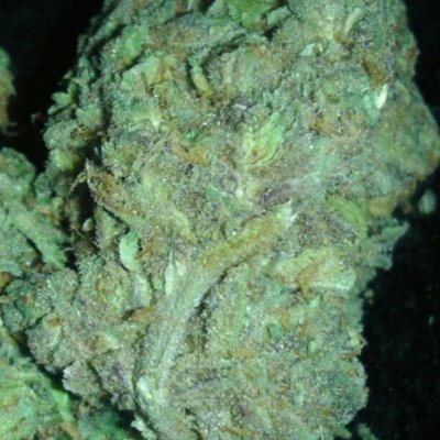 Girl Scout Cookies & Friends