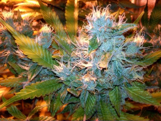 More of Homebrew420's creation "MAD aka Magic Alien Dawg"