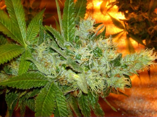 More of Homebrew420's creation "MAD aka Magic Alien Dawg"