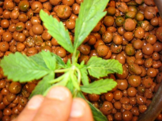 Tattoo Kush Grow