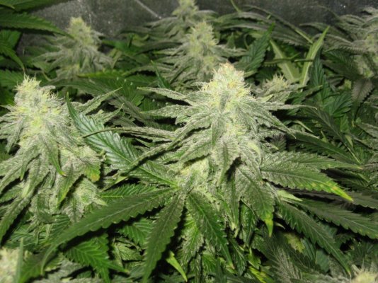 My out of this World LAD Grow