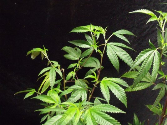 Triangle kush veg shot.......