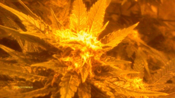 White Widow,Blue Widow & LLLLLLemon skunk 400w
