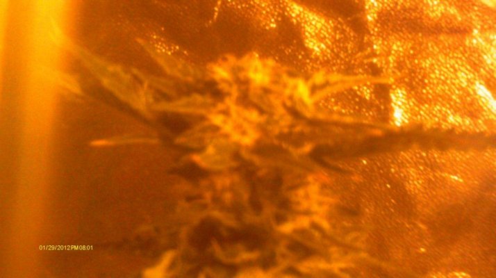 White Widow,Blue Widow & LLLLLLemon skunk 400w