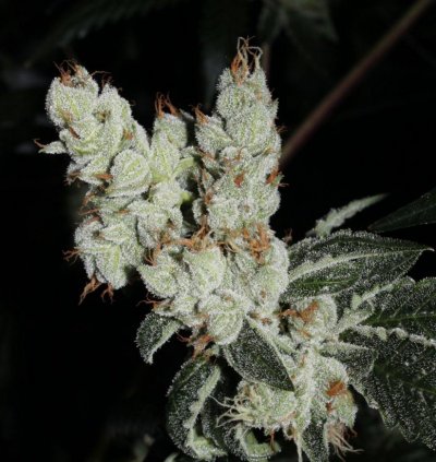 veg+bloom, 1 part powder in socal tap