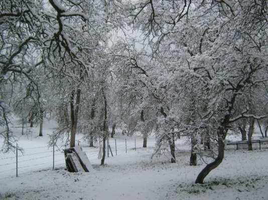 dustedtrees220.JPG