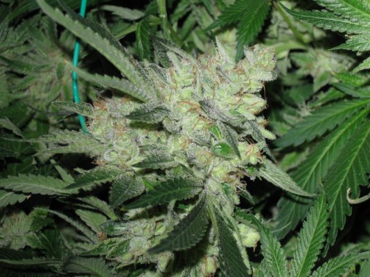 White Dawg places 2nd in Denver Medical Cup