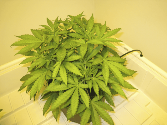 Meeks' 2013 Dapper Grow Log