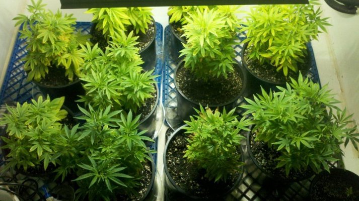 East Coast Royal Diesel