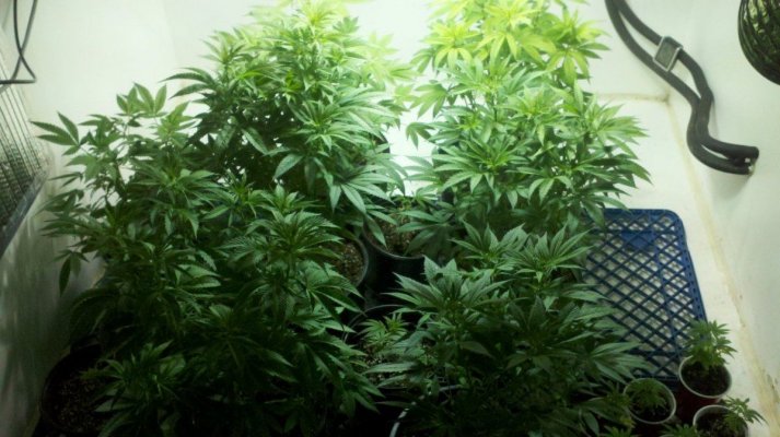 East Coast Royal Diesel