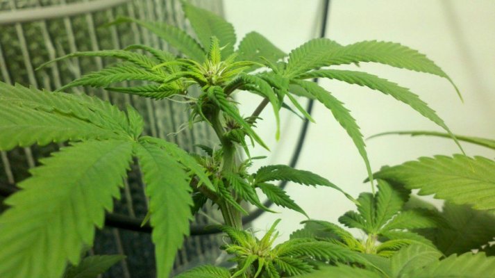 East Coast Royal Diesel