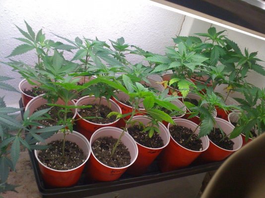 no-question-to-stupidseedling-feeding.jpg
