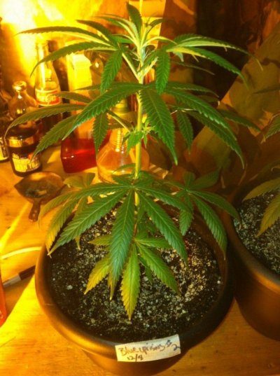 Blue uprising all organic
