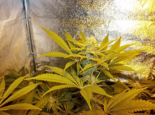 Goji Og from seed TLO(d420dool's way)