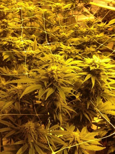 Bodhi Head Trip Grow
