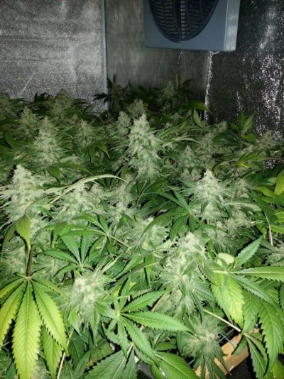Saginaw Valley Skunk
