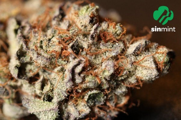Sinmintpheno j