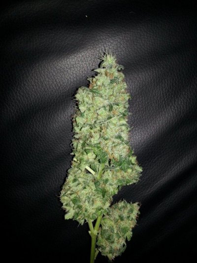 Saginaw Valley Skunk