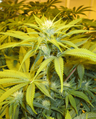 Meeks' 2013 Dapper Grow Log