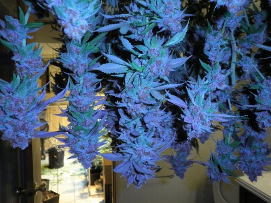 Purple Pineapple?