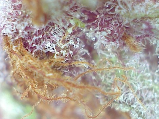 Purple Pineapple?