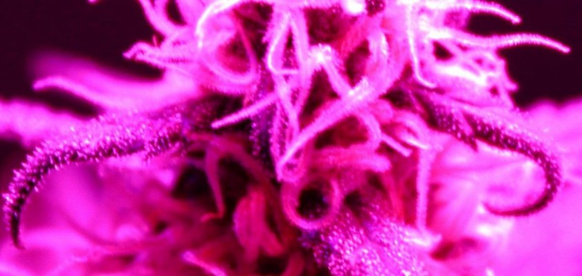 LEDtrichomes01