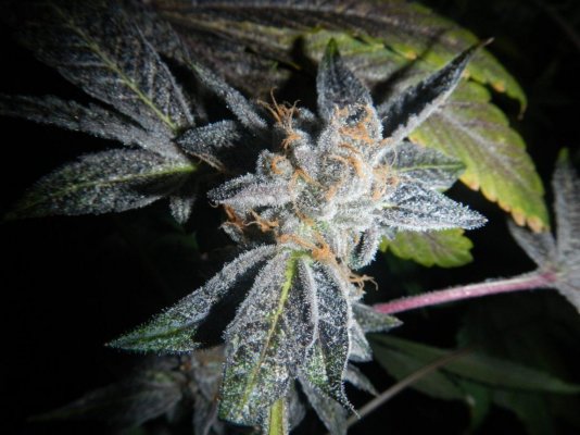 Walter's World: Blumats/AlienOrganics/GSC/'91/SCMK/GrapeApe/WiFi...