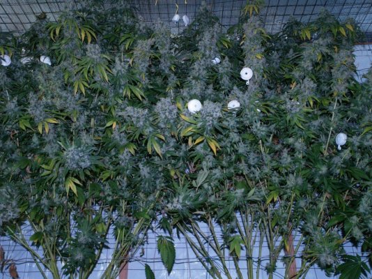 Alien Genetics Photos