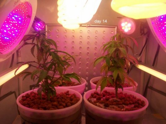 new led/cfl grow-growing green