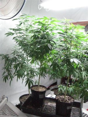 growshow-229-(medium)jpg.jpg