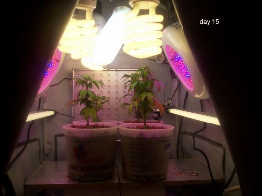 new led/cfl grow-growing green