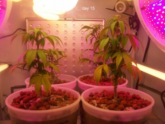 new led/cfl grow-growing green